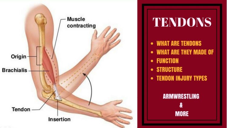 Tendons_cover